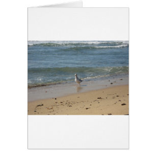 Amour de mouette de plage de Montauk