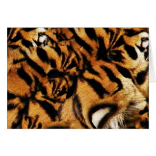 Amour de Tigre_