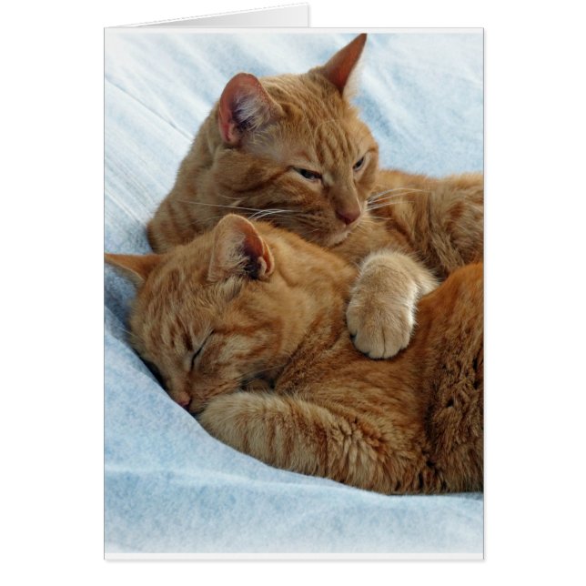 Amour fraternel (Devant)