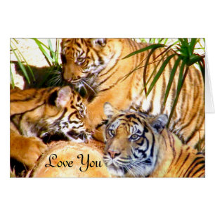 Amour Toujours,Tigers_