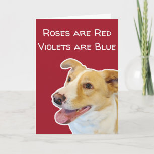 Amoureux de chiens amusants jolie carte Saint Vale