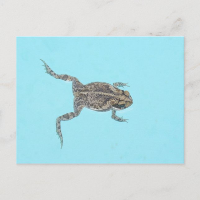 Amphibische Postkarte 02 (Vorderseite)