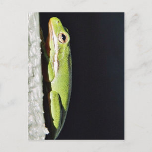 Amphibischer Frosch Grüner Frosch an der Wand Postkarte