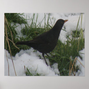Amsel im Schnee Druck Poster