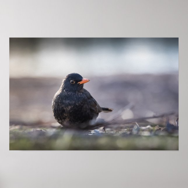 Amsel Poster (Vorne)