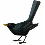 Amsel-Skulptur Freistehende Fotoskulptur<br><div class="desc">Eine Skulptur für Amselfans und Vogelbeobachter.</div>