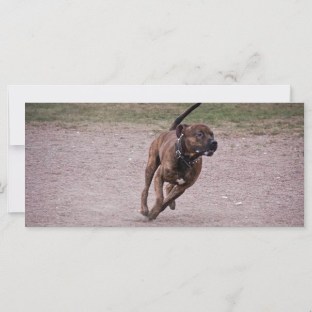 Amstaff (Vorderseite)