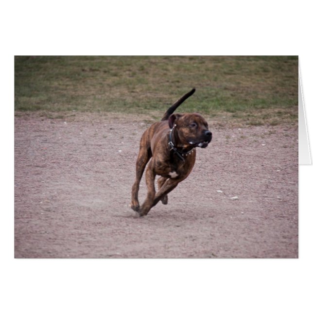 Amstaff en cours (Devant Horizontal)