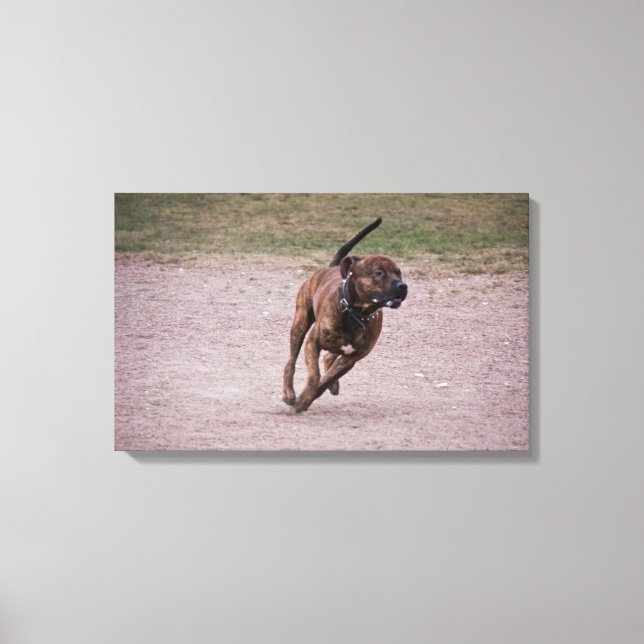 Amstaff Leinwanddruck (Vorderseite)