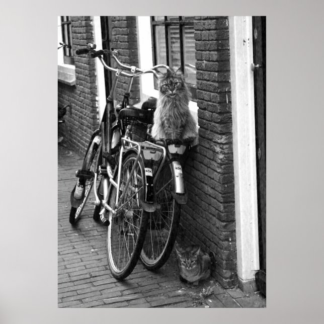 Amsterdam Katzen auf Fahrrädern Schwarzweiß-Foto Poster (Vorne)