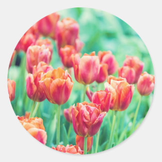 Amsterdam Tulips Floral Foto Sticker