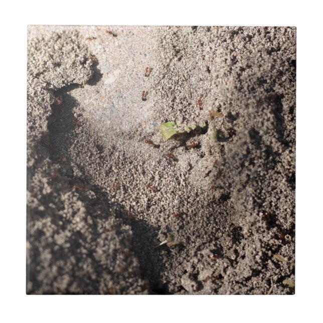 Amts Go Marching Fliese (Vorderseite)