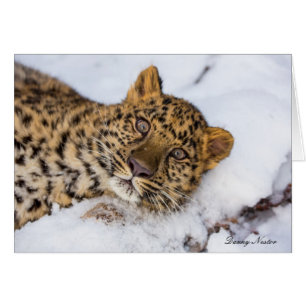 Amur