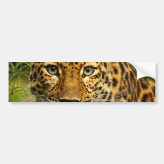 Amur-Leopard Autoaufkleber