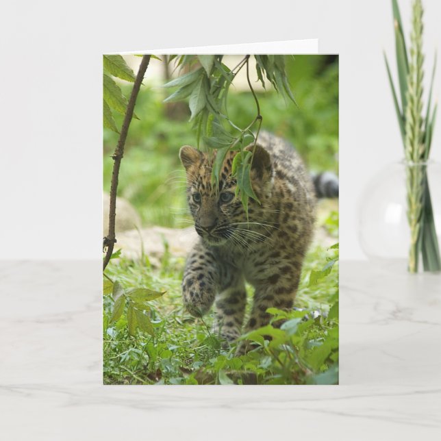 Amur Leopard Cub Feiertagskarte (Vorderseite)