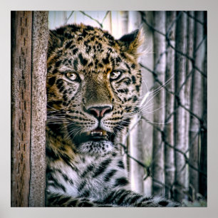 Amur-Leopard-exotisches Zoo-Tier Poster