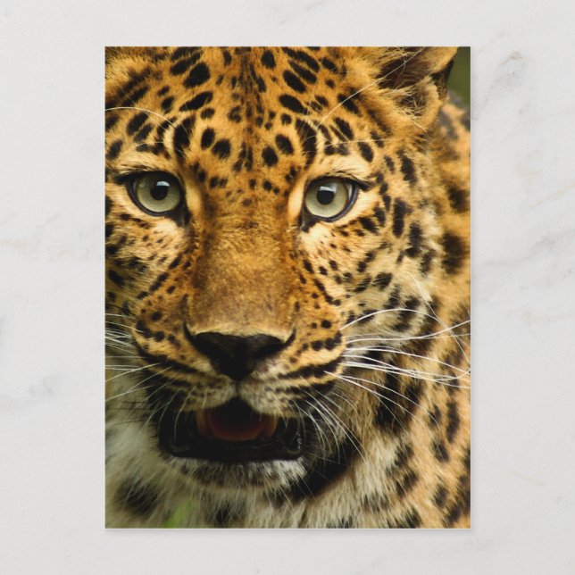 Amur Leopard Postkarte (Vorderseite)