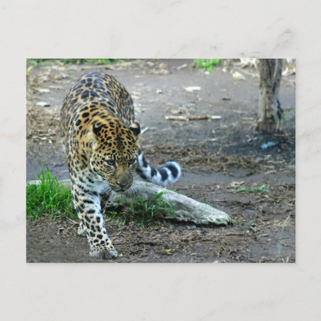 Amur Leopard Postkarte (Vorderseite)