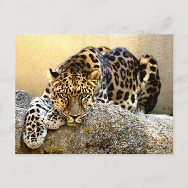 Amur Leopard Postkarte (Vorderseite)