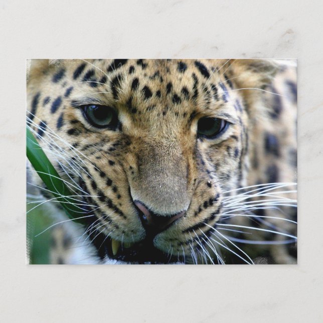 Amur Leopard Postkarten (Vorderseite)