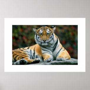 Amur-Tiger #6 Poster