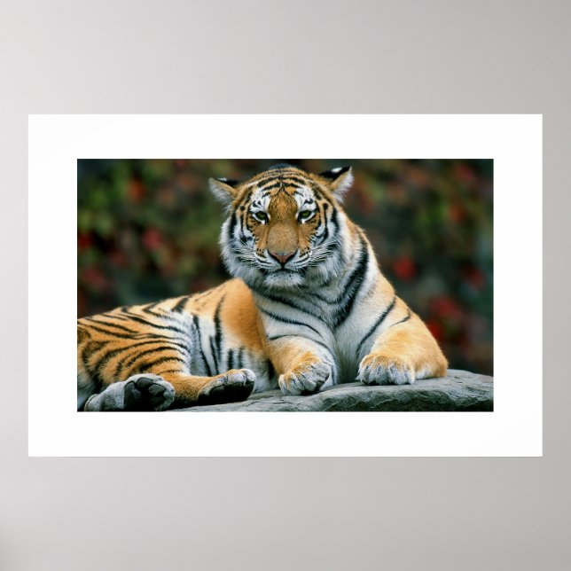 Amur Tiger #6 Poster (Vorne)