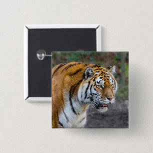 Amur tiger button