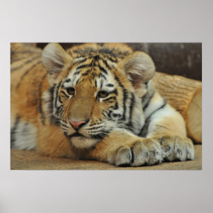 Amur-Tiger CUB Poster