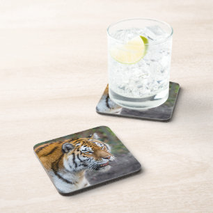 Amur tiger getränkeuntersetzer