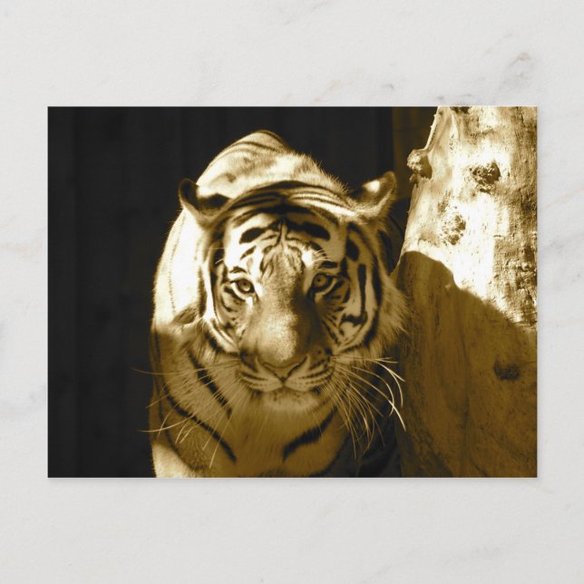 Amur Tiger in Sepia Postkarte (Vorderseite)
