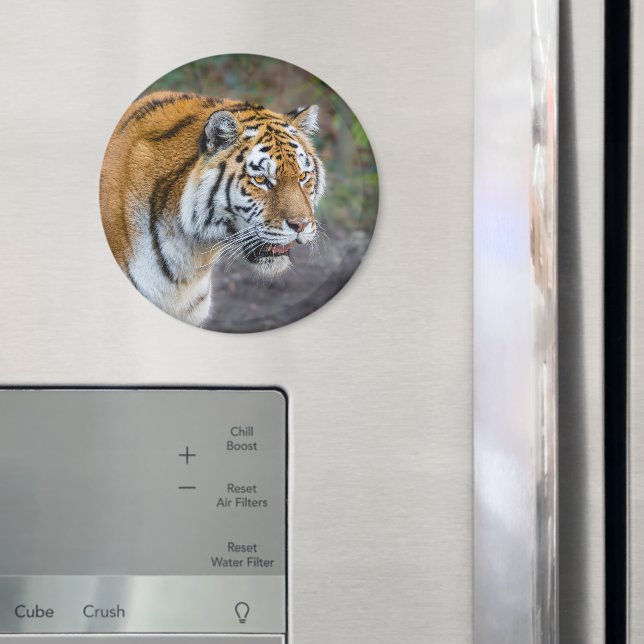 Amur tiger magnet (In Situ (Kühlschrank))