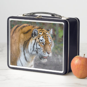 Amur tiger metall brotdose