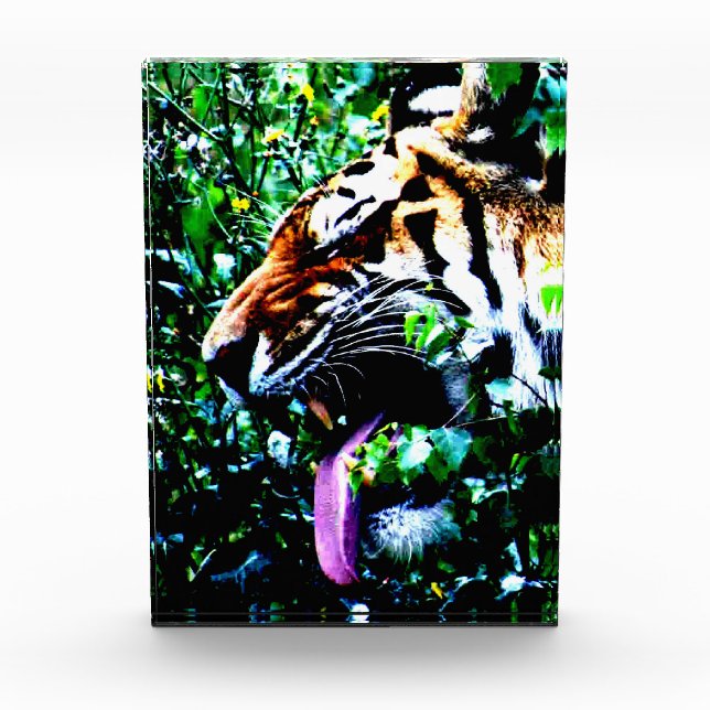 Amur Tiger pbcna Fotoblock (Vorderseite)