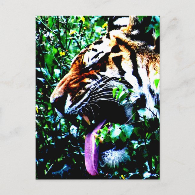 Amur Tiger pccnm Postkarte (Vorderseite)