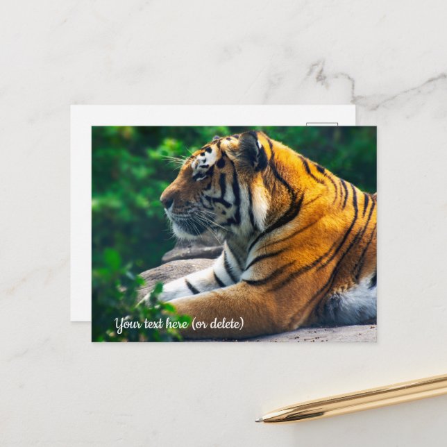 Amur Tiger Postcard Postkarte (Vorderseite/Rückseite Beispiel)