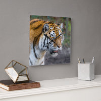 Amur tiger
