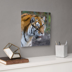 Amur tiger quadratische wanduhr