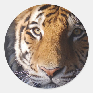 Amur Tiger Runder Aufkleber