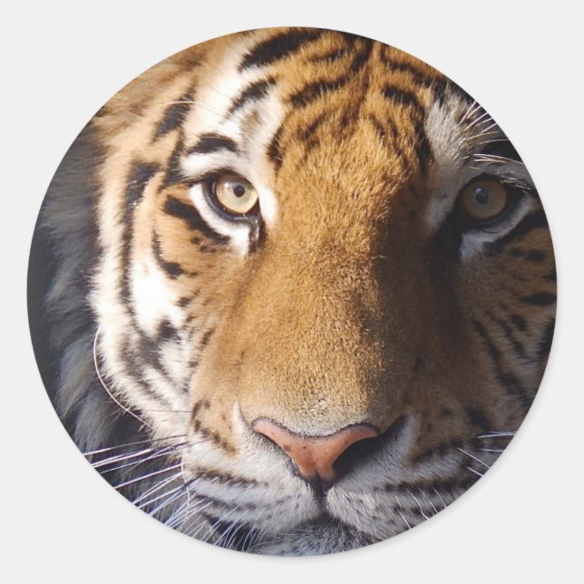 Amur Tiger Runder Aufkleber (Vorderseite)