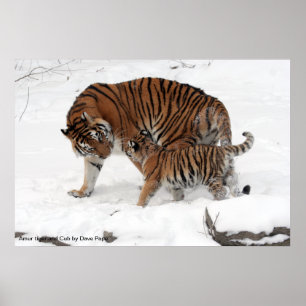 Amur-Tiger und CUB, Amur-Tiger und CUB durch Dave… Poster