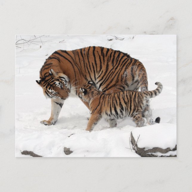 Amur tiger und Cub Postkarte (Vorderseite)