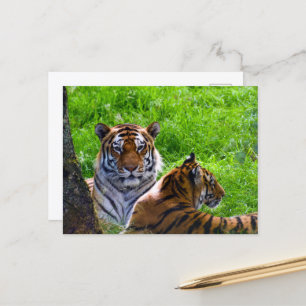 Amur Tigers Postcard Postkarte