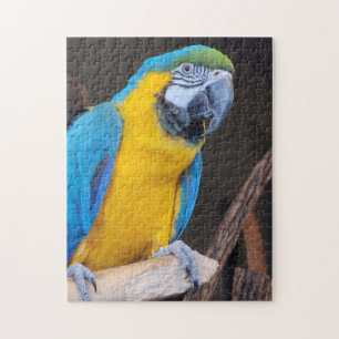Amusant ! Puzzle - Macaw bleu et jaune