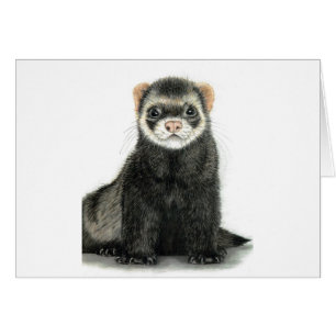 Amusement de furet !