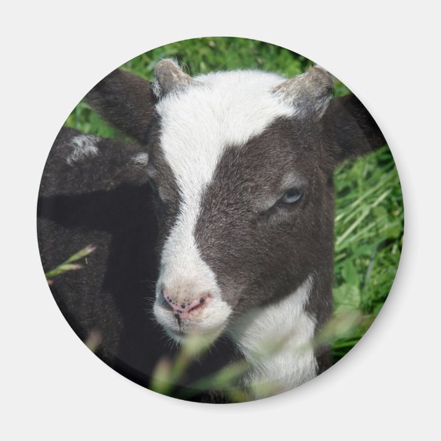 Amy's Lamb Magnet (Vorne)