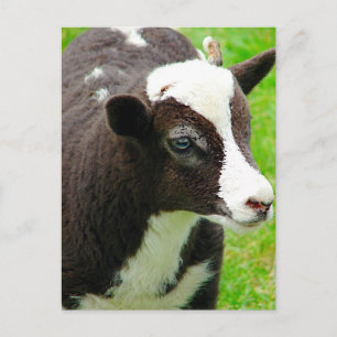 Amy's Lamb Oil Paint Effect Postkarte
