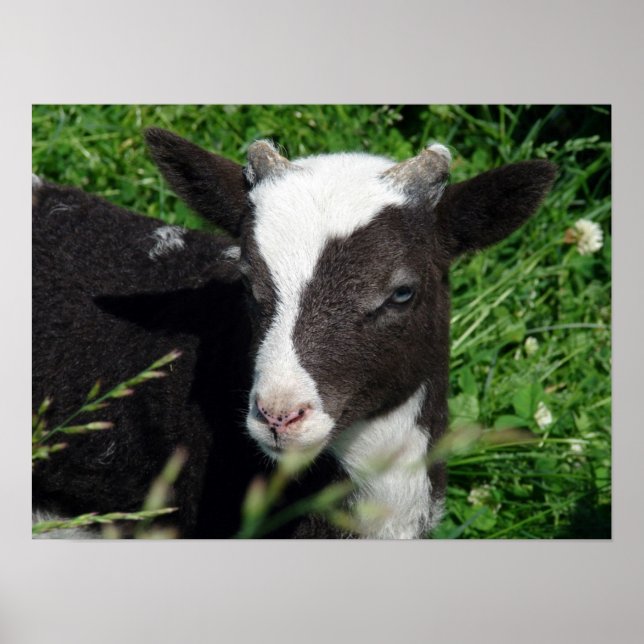 Amy's Lamb Poster (Vorne)