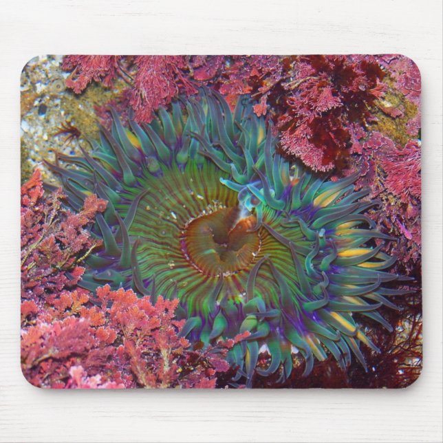 Amzing grüne Anemone Mousepad (Vorne)
