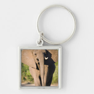 An African Elephant (Loxodonta Africana) Walks Schlüsselanhänger