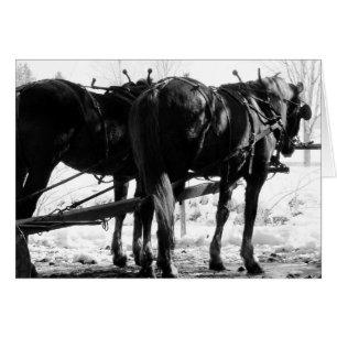 An der Hitching Post